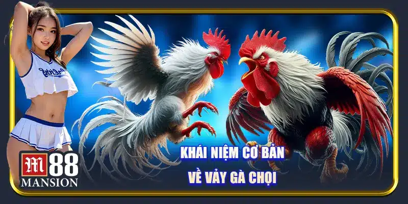 Khái niệm cơ bản về vảy gà chọi